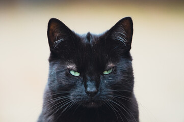 Black cat with big green yellow eyes