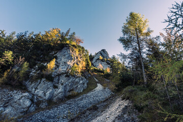 Bäume am Hang mit Felsen und Geröll im Gegenlicht mit Herbstfarben in den Alpen