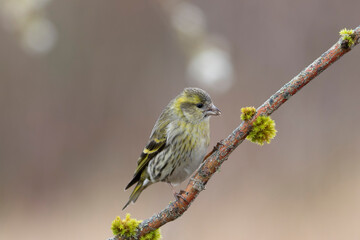 Obraz premium European Siskin Spinus spinus perching on a branch