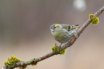 European Siskin Spinus spinus perching on a branch