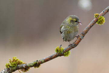 European Siskin Spinus spinus perching on a branch