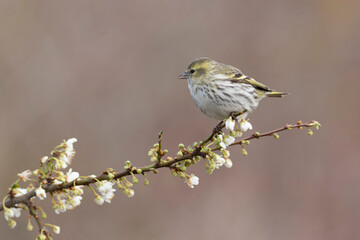Obraz premium European Siskin Spinus spinus perching on a branch