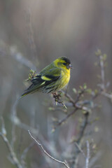 European Siskin Spinus spinus perching on a branch