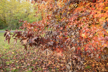 Bright multicolored autumn maple leaves in mountains of Lazio, Italy