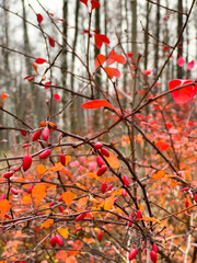 The close-up view of red rowan berries on branches against the background of an autumn park, yellow leaves and black tree branches