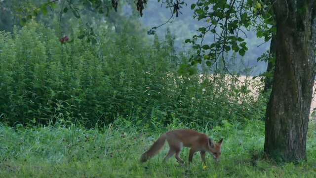 Jungfuchs frisst Pflaumen auf Streuobstwiese