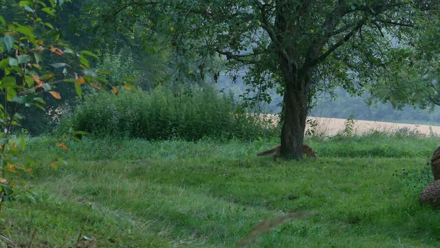 drei junge F&uuml;chse fressen, toben und spielen auf Wiese unter Zwetschgenbaum