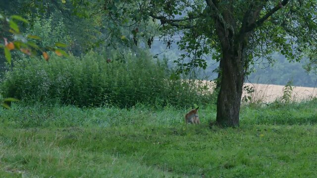 junger Fuchs frisst Fr&uuml;chte unter Zwetschgenbaum