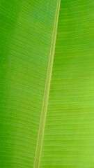 A large green leaf closeup