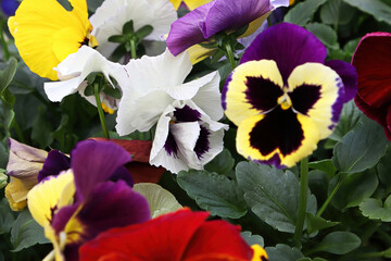 Various colored violas growing in a pot