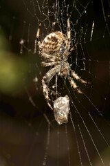 Garden or cross spider (Araneus diadematus) with prey