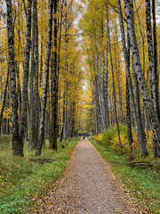 Fototapeta premium The path in the autumn park, yellow leaves on trees and on the ground, long shadows of trees, walking people, sunbeams of the sun,
