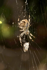 Garden or cross spider (Araneus diadematus) with prey