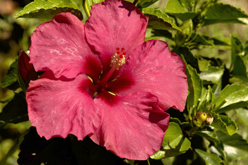 Red Hibiscus flower with yellow stamens