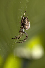 Garden or cross spider (Araneus diadematus) in web