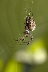 Garden or cross spider (Araneus diadematus) in web