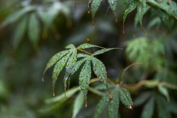 Beautiful closeup shot of green cannabis leaves with raindrops; blurry nature background