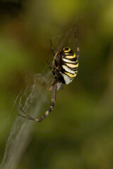 Wasp spider (Argiope bruennechi) suspended in web