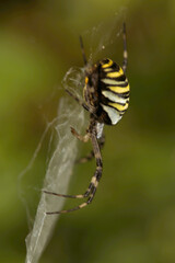 Wasp spider (Argiope bruennechi) suspended in web