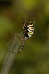 Wasp spider (Argiope bruennechi) suspended in web