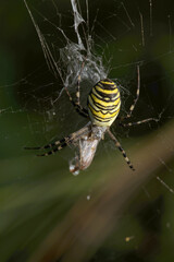Wasp spider (Argiope bruennechi) with prey, suspended in web