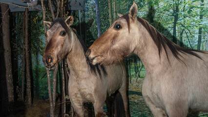 Stuffed two extinct Tarpan horses. The ancestors of modern horses in the scientific exposition.