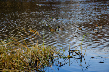 dry grass on the shore of the pond with ducks