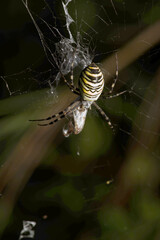 Wasp spider (Argiope bruennechi) with prey, suspended in web