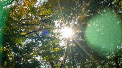 Obraz na płótnie Canvas Beautiful autumn sunlight in a forest. Sun shining through the treetops. Rays of the sun through the leaves of trees.