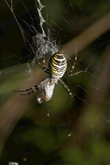 Wasp spider (Argiope bruennechi) with prey, suspended in web