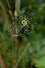 Wasp spider (Argiope bruennechi) suspended in web