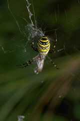Wasp spider (Argiope bruennechi) with prey, suspended in web