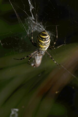 Wasp spider (Argiope bruennechi) with prey, suspended in web