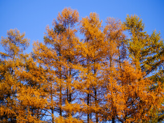 Fototapeta premium カラ松の紅葉