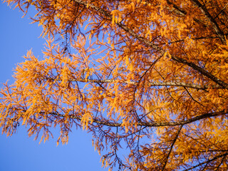 Fototapeta premium カラ松の紅葉