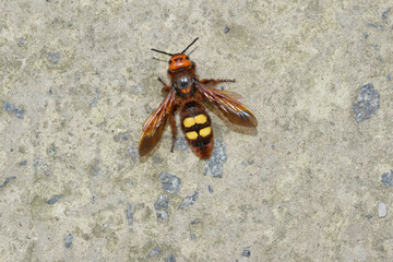 Close up scolia female on concrete surface.