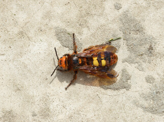 Close up scolia female on concrete surface.