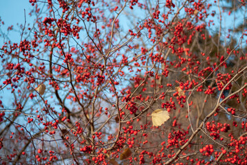 Branches Berries Rowan Autumn red berries