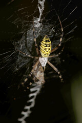 Wasp spider (Argiope bruennechi) suspended in web