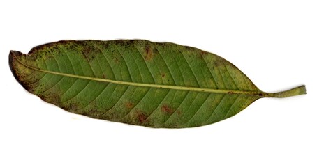 Leaf isolated on White Background