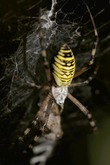 Wasp spider (Argiope bruennechi) suspended in web
