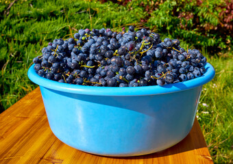 Grape harvest – a bow of blue grapes on a wooden table