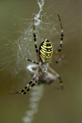 Wasp spider (Argiope bruennechi) suspended in web