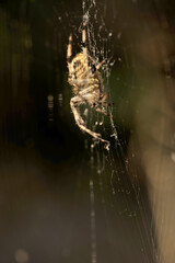 Garden cross spider (Araneus diadematus) suspended in web in domestic garden, Switzerland