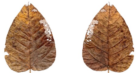 Obraz premium autumn leaf isolated on white background