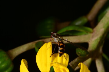 INSECTO EN UNA FLOR