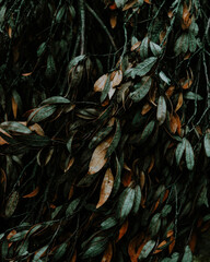 Abstract pattern with green and orange leaves in Arizona