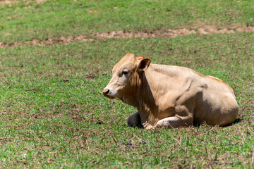 Naklejka na ściany i meble Cows in a field, grazing. Selective focus.