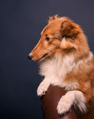 sheltie puppy on a blue background in the studio