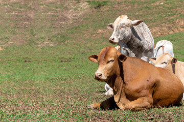 Cows in a field, grazing. Selective focus.